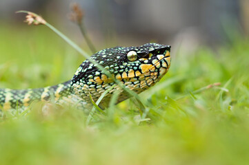 wagler's pit vipers or Tropidolaemus wagleri