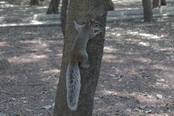 Ardilla en tronco de árbol en Bosque de Chapultepec, Mexico