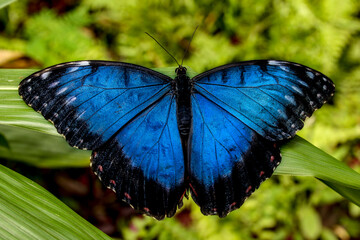 Blue Morpho Butterfly close up