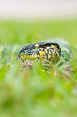 wagler's pit vipers or Tropidolaemus wagleri