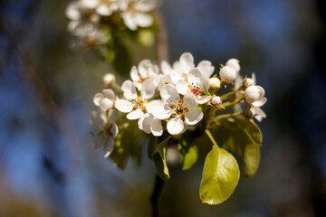 White cherry blossom and apple tree in spring, a blooming garden on a Sunny spring day. Focused on anther stamen, blurred blossoming tree in nature background.