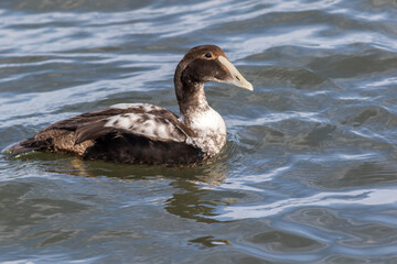 Eider Duck, Somateria mollissima, a large sea duck at the Barnegat Inlet, New Jersey 