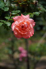 Beautiful rose in brazilian nature