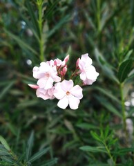 pink and white flowers