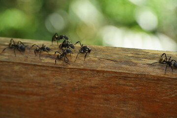 Ants walking on wooden balcony