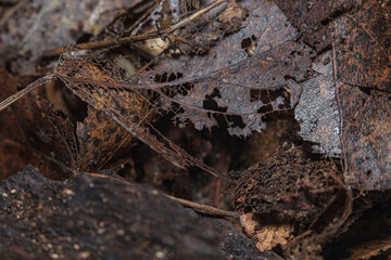 dead leaves on a ground