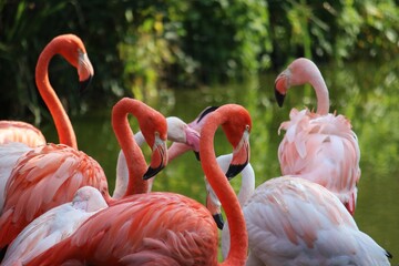 portrait of a group of pink flamingos are standing in the water