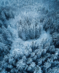 Thick snowy forest captured from birds eye view with a drone during winter.