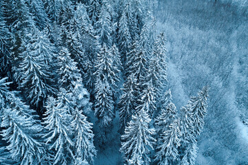 Thick snowy forest captured from birds eye view with a drone during winter.
