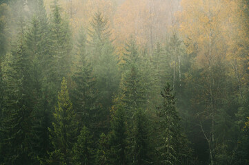 Foggy morning in thick forest during end of autumn..