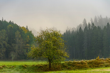 Lonely tree and Foggy morning in thick forest during end of autumn..