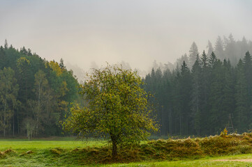Fototapeta premium Lonely tree and Foggy morning in thick forest during end of autumn..