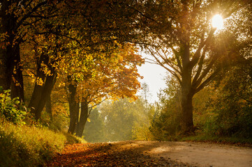 Beautiful colourful trees on both side of dirt road in countryside during autumn sunrise.