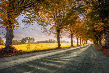 Naklejka premium Beautiful colourful trees on both side of dirt road in countryside during autumn sunrise.