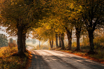 Naklejka premium Beautiful colourful trees on both side of dirt road in countryside during autumn sunrise.