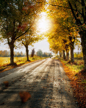 Beautiful colourful trees on both side of dirt road in countryside during autumn sunrise.
