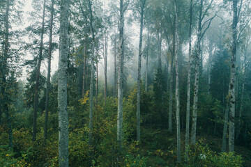 Foggy morning in thick forest during end of autumn.