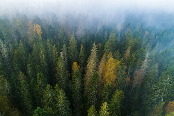 Birds eye view of thick forest during autumn sunrise with fog.