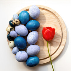 Stylish background of ombre blue Easter eggs with red tulip flowers. Dyed Easter eggs. Top view, flatlay.