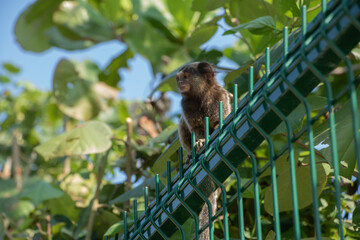 little golden lion tamarin monkey in nature in the city of Rio de Janeiro