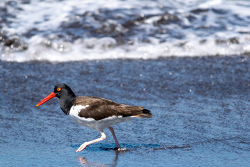 Oystercatcher on the beach of the Pacific in Chile