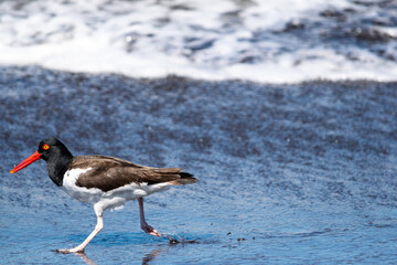 Oystercatcher on the beach of the Pacific in Chile