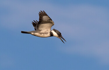 Belted kingfisher (Megaceryle alcyon) male hovering over a lake looking for prey, Choke Canyon State Park, Texas, USA.