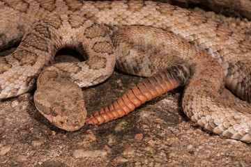 close up of a rattlesnake showing rattle and head of an Arizona rattlesnake