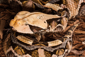 close up of the face of and horns on a gaboon viper with skin pattern