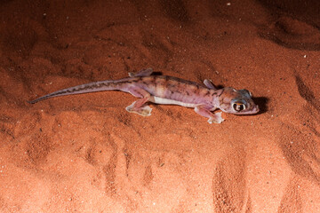 Palmato gecko from Namibia in red sand