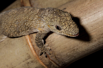 Obraz premium gecko on a bamboo plant showing close up of the face and feet