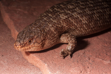 closeup of an egernia skink from austrailia