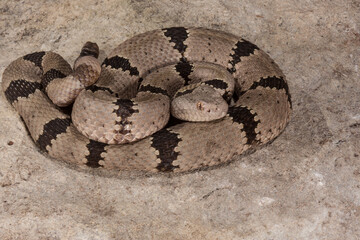 close up of a coiled up rattlesnake showing rattle and head of an Arizona rattlesnake