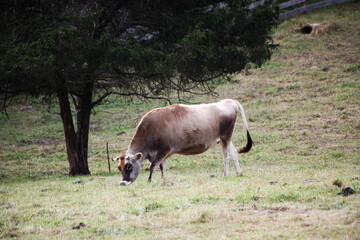 Cows grazing in a field