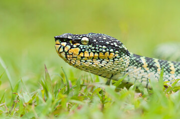 wagler's pit vipers or Tropidolaemus wagleri