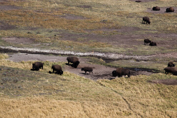 Buffalo outdoors in a field of grass