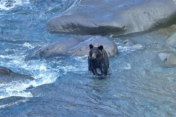 河口で必死で鮭を捕まえるヒグマ＠知床、北海道