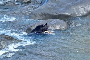 やっと鮭を捕まえたヒグマ＠知床、北海道