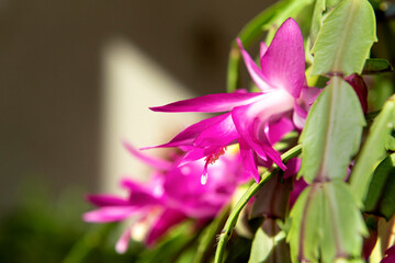 Beautiful red and pink blossoming Schlumbergera christmas cactus flower.
