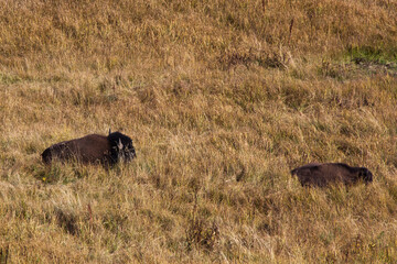 Buffalo in a field in Wyoming