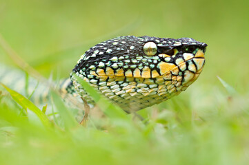 wagler's pit vipers or Tropidolaemus wagleri