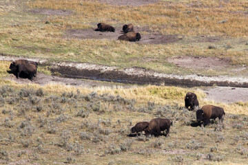 Buffalo outdoors in a field of grass