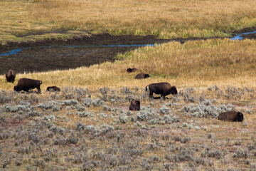 Buffalo outdoors in a field of grass