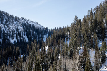 Pine forest enveloped in snowy mountains