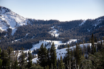 Pine forest enveloped in snowy mountains