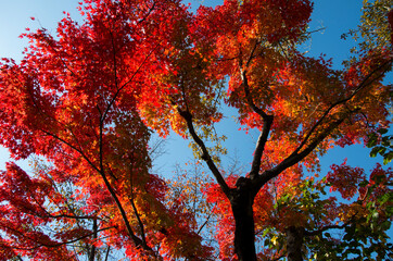 グリーンピア春日井の紅葉