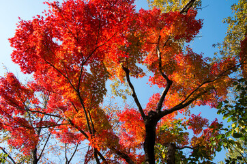 グリーンピア春日井の紅葉