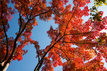 グリーンピア春日井の紅葉