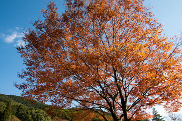 グリーンピア春日井の紅葉
