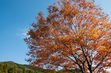 グリーンピア春日井の紅葉